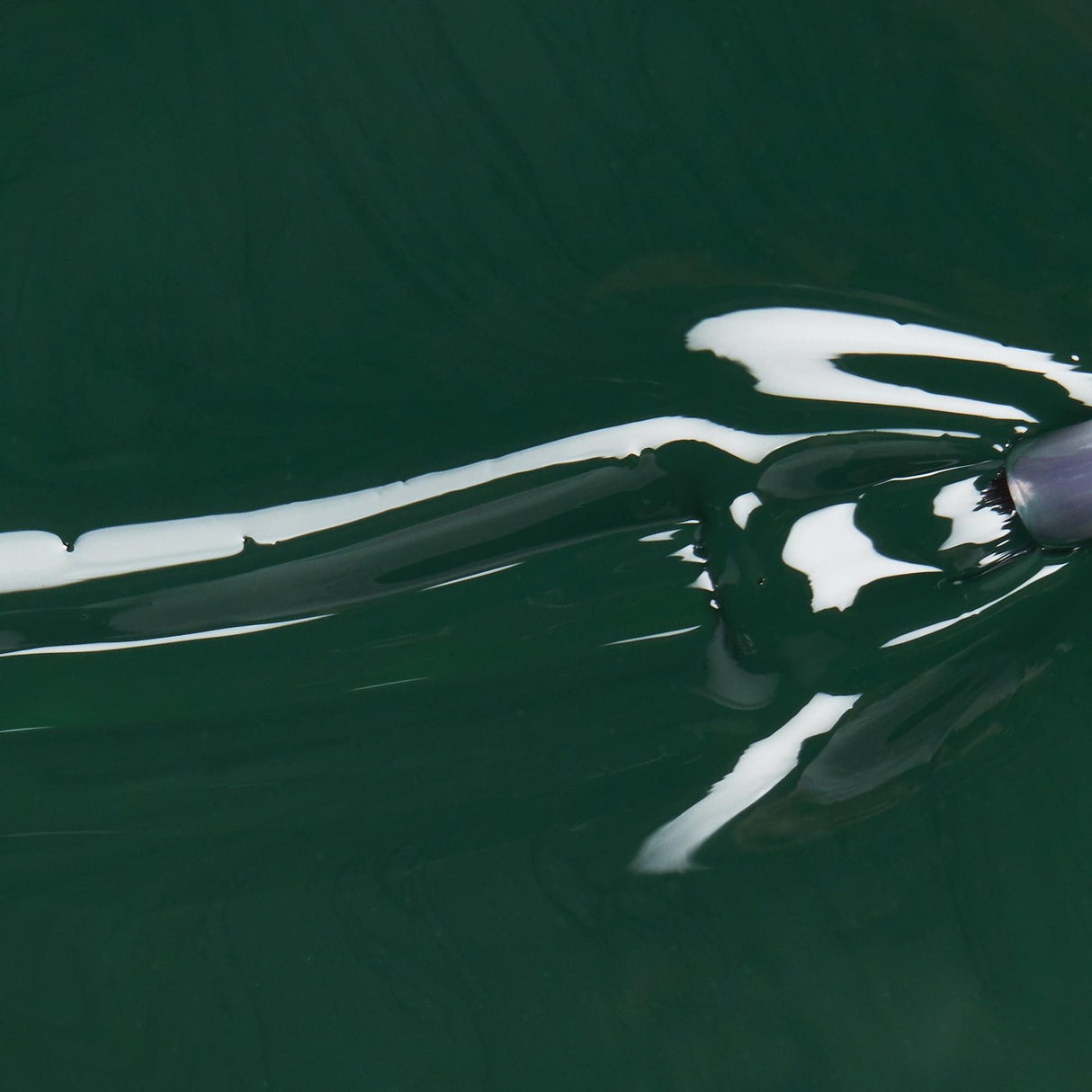 china glaze Nail Lacquer, Glossy Finish - Midnight Pine-019965431170-LR-360561-3-LR eShop