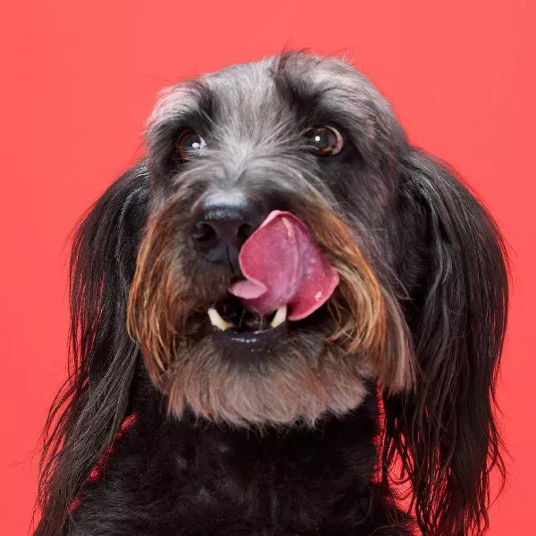 DreamBone Twist Sticks with Chicken Dog Treats, 50 pack-810833028443-LR-330425-3-LR eShop