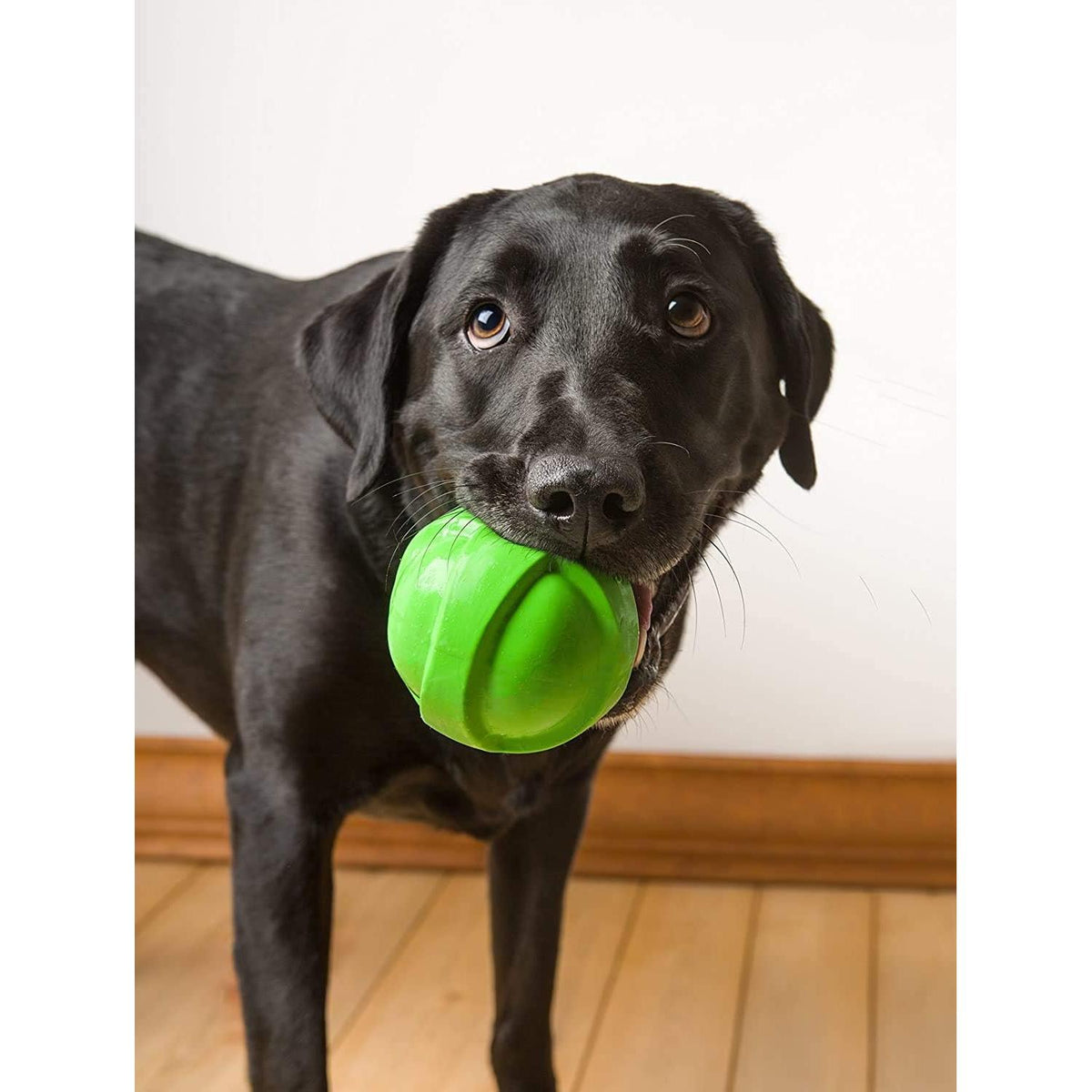 Hartz Dura Play Latex Ball Dog Toy, Assorted Colors-032700993931-LR-190014-4-LR eShop