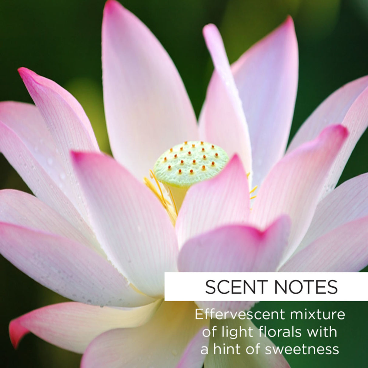 ROSE HIP LOTUS SLEEP MASK-812280015533-LR-351193-6-LR eShop