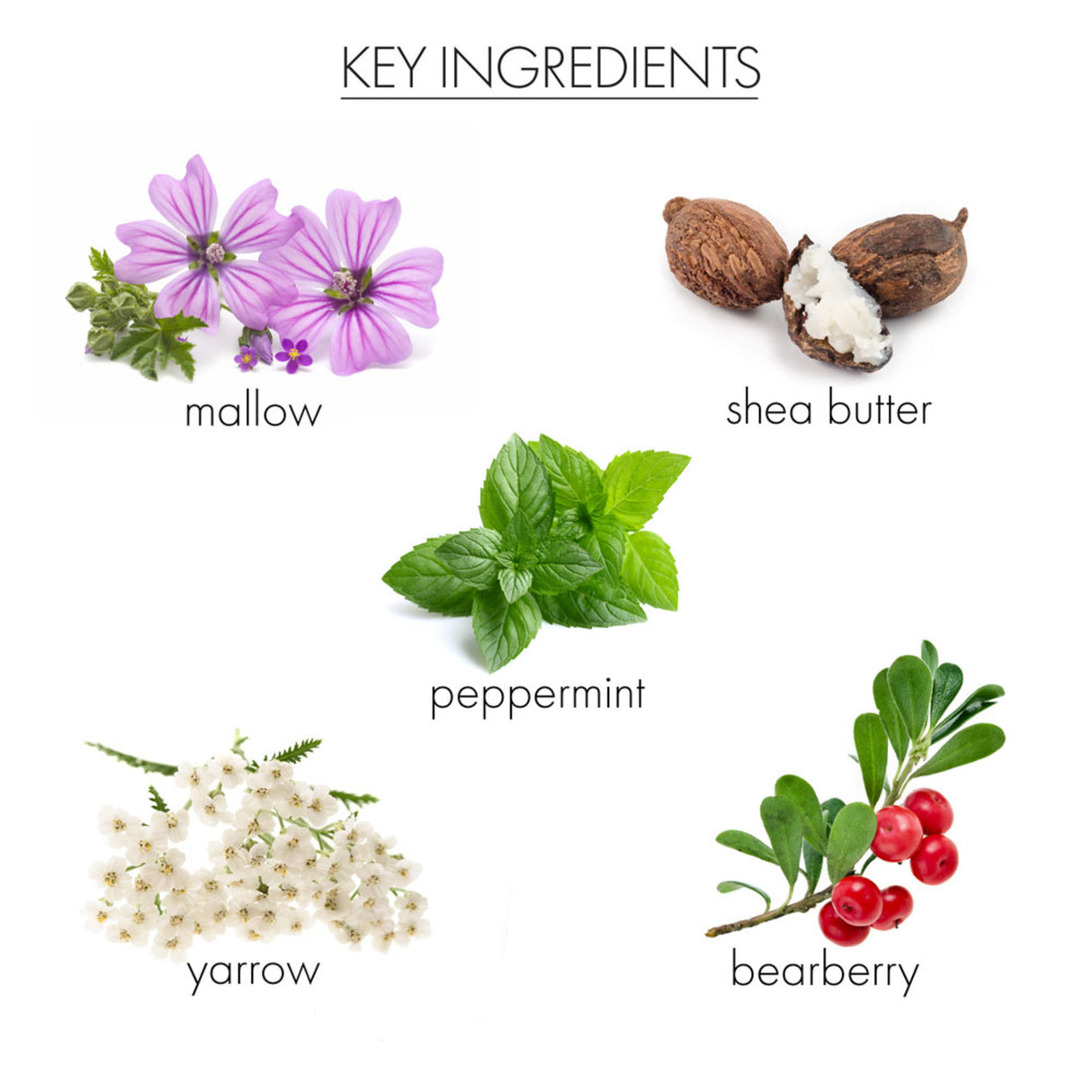 Whish Beauty Coconut Milk + Verbena CC Body Cream, 5 oz-812280011856-LR-350881-6-LR eShop