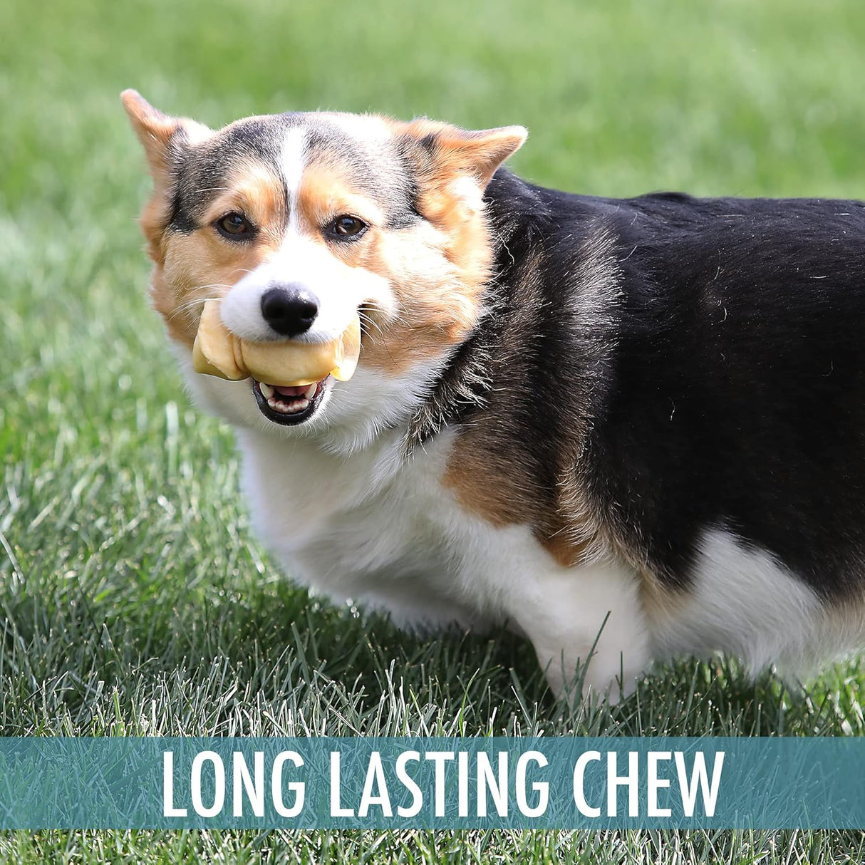 Wild Eats Water Buffalo Retriever Style Cheek Roll 3" Dog Chews - 5 Pack-611403708525-LR-353790-4-LR eShop