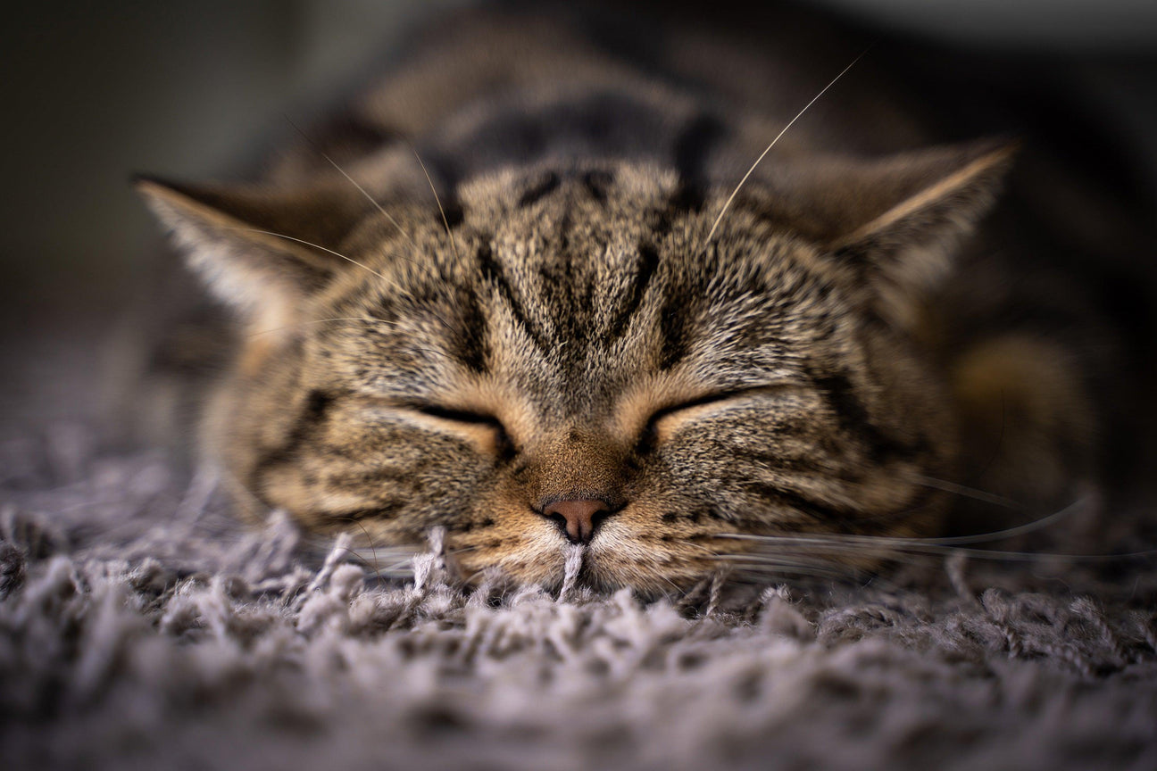 Peaceful tabby cat sleeping on a soft, textured gray surface, embodying comfort and tranquility.