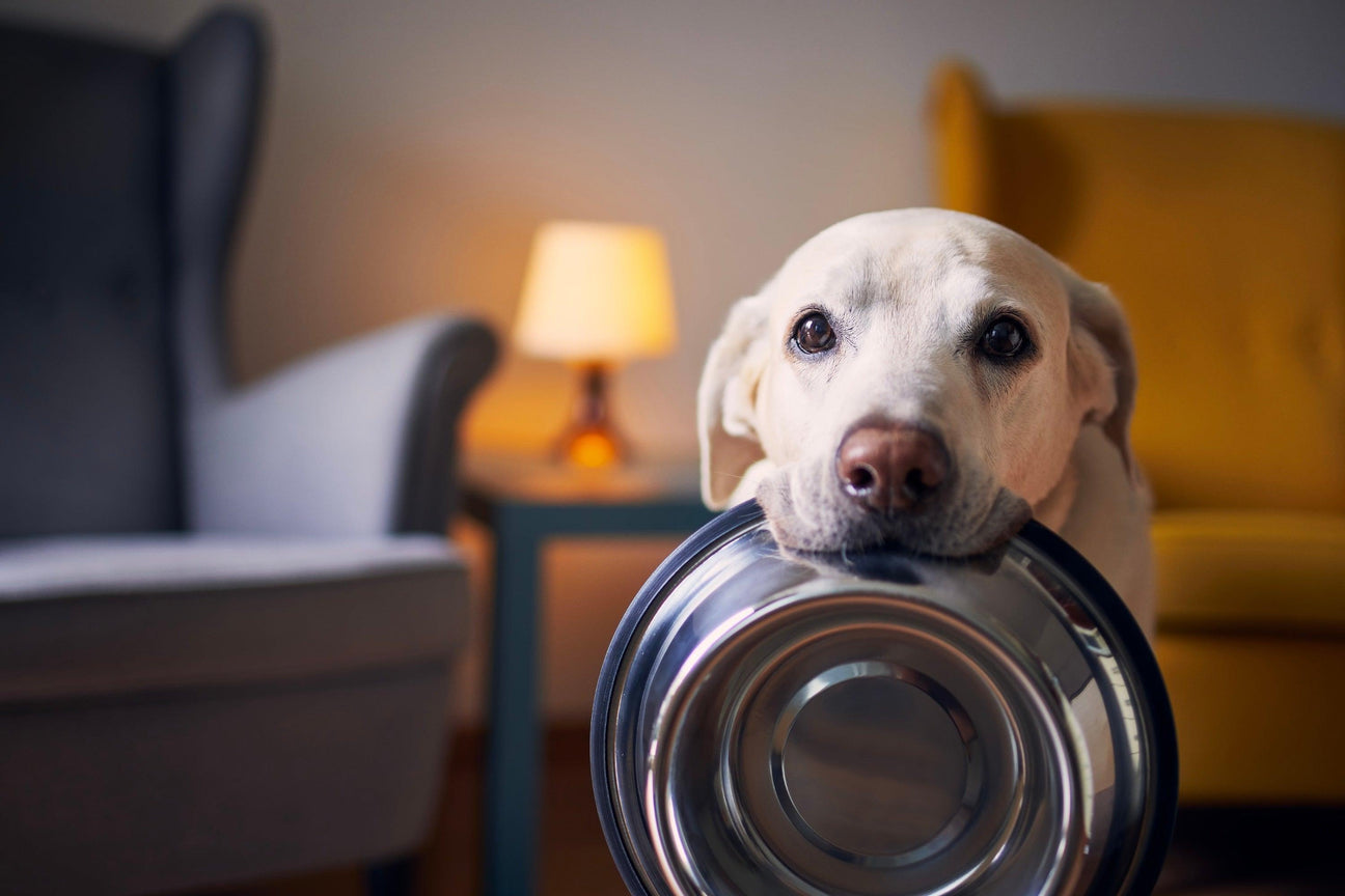 Cream Labrador holding a silver food bowl, representing a collection of premium dog care products.