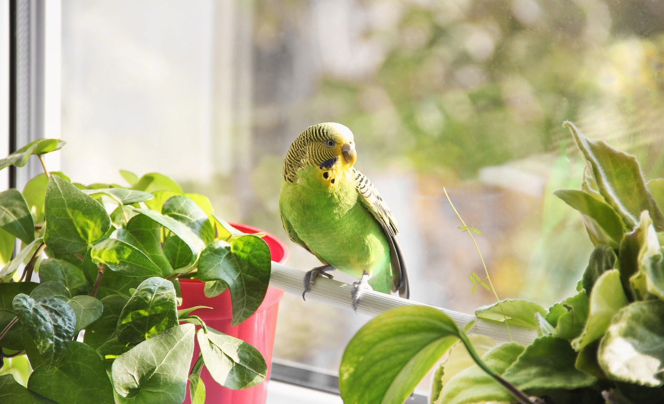 Vibrant green parakeet perched among lush houseplants, showcasing diverse pet options for businesses.