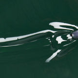 china glaze Nail Lacquer, Glossy Finish - Midnight Pine-019965431170-LR-360561-3-LR eShop