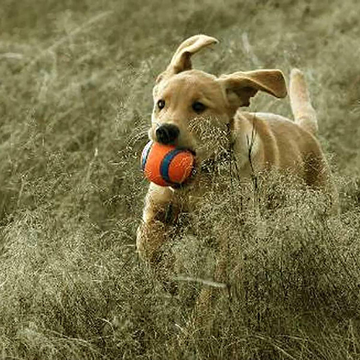 Chuckit! Ultra Ball Dog Toy - Small, 2 count-660048170204-LR-351496-6-LR eShop