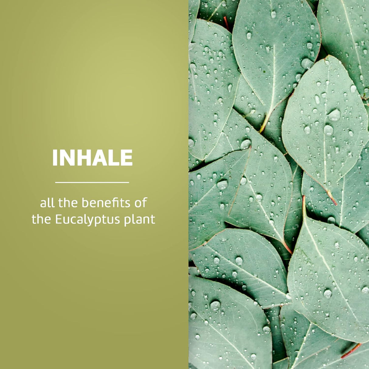 De La Cruz Eucalyptus Essential Oil, 2 oz-024286154653-LR-338691-4-LR eShop