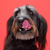 DreamBone Twist Sticks with Chicken Dog Treats, 50 pack-810833028443-LR-330425-3-LR eShop