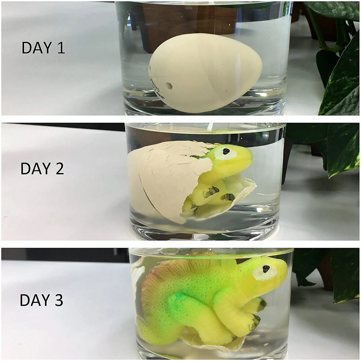 Ja-Ru Magic Grow Dino Egg, Assorted-075656003125-LR-187515-3-LR eShop