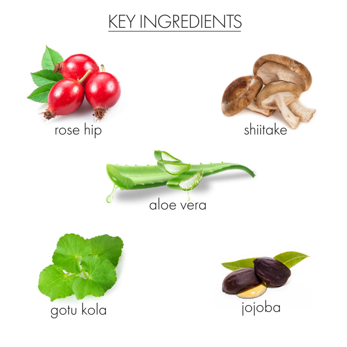 ROSE HIP LOTUS SLEEP MASK-812280015533-LR-351193-7-LR eShop