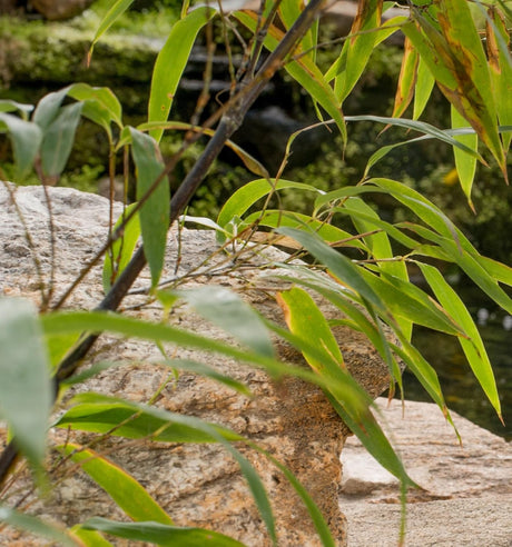 Village Candle Large Apothecary Jar Candle - Black Bamboo-602406603191-LR-292684-2-LR eShop