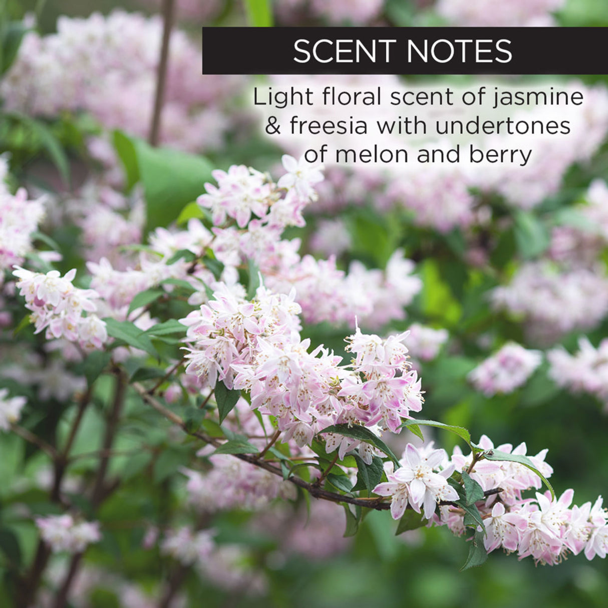 Whish A+B+C Magic Body Serum with Bakuchiol and Vitamin C-812280018916-LR-350885-7-LR eShop