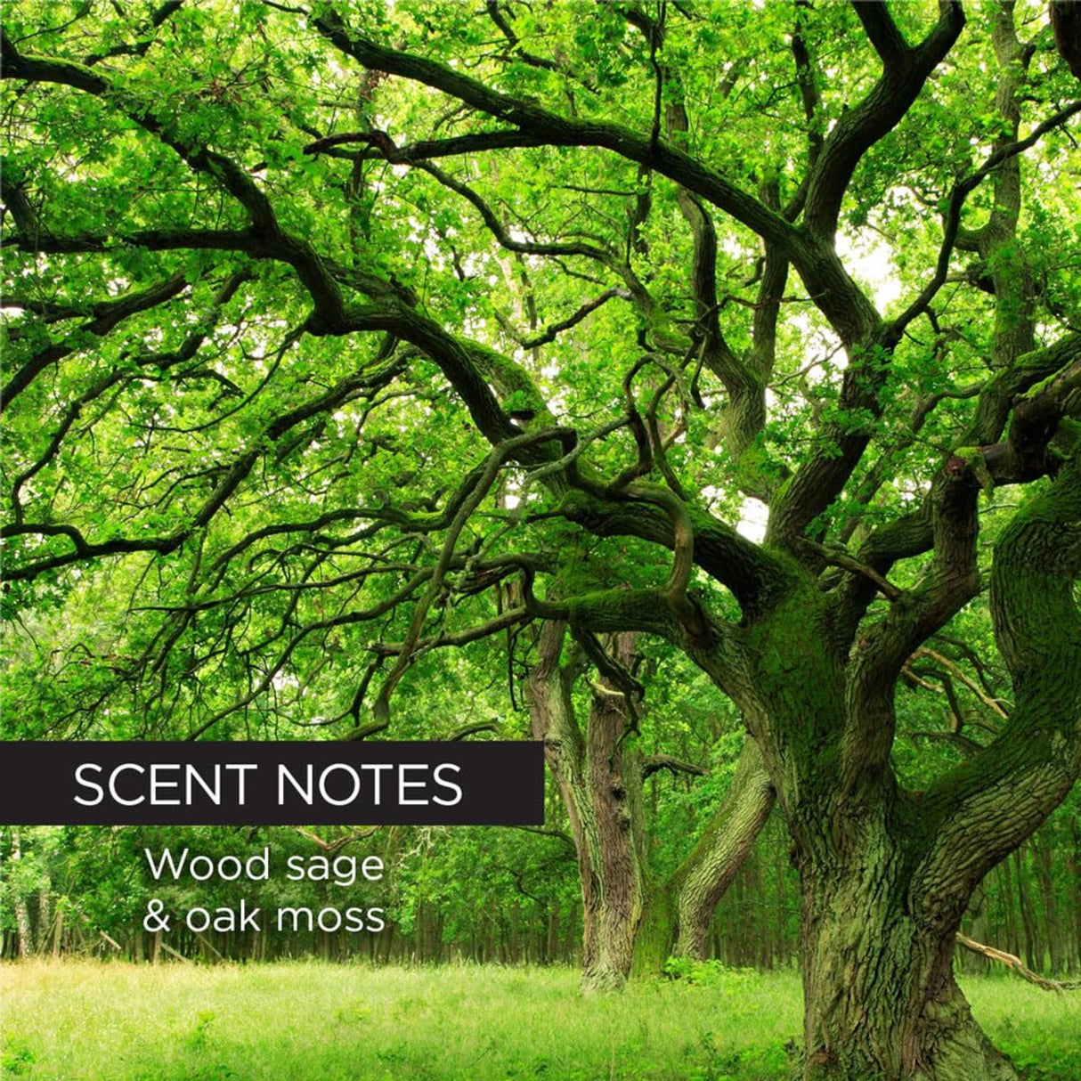 Whish Men - Golf Club Shaving Cream-812280019067-LR-351208-4-LR eShop