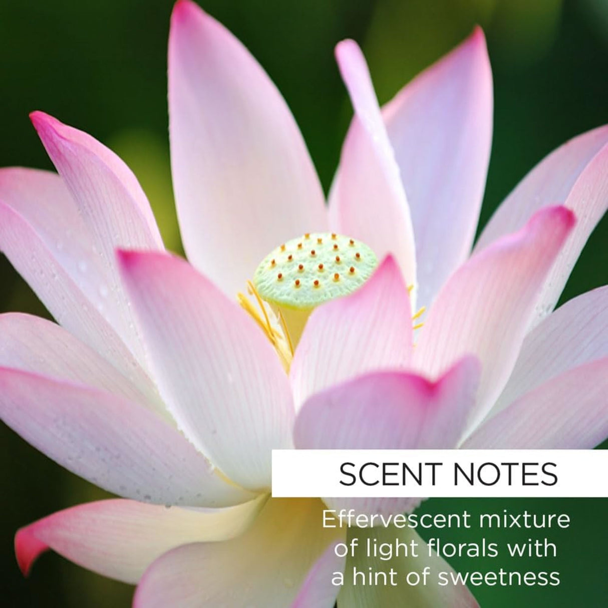 Whish Mineral Milk Bath - Rose Hip + Lotus-812280018374-LR-351197-3-LR eShop